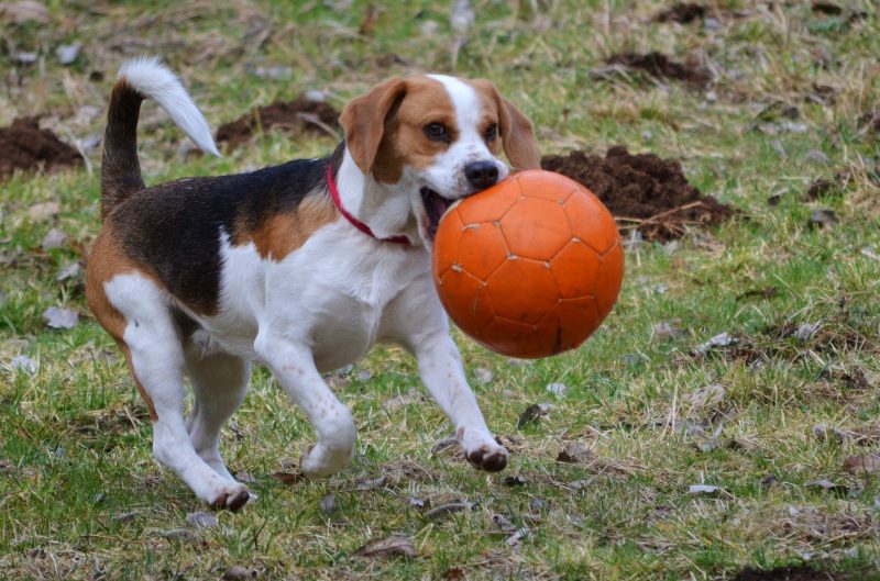 madurar jugando con mascotas