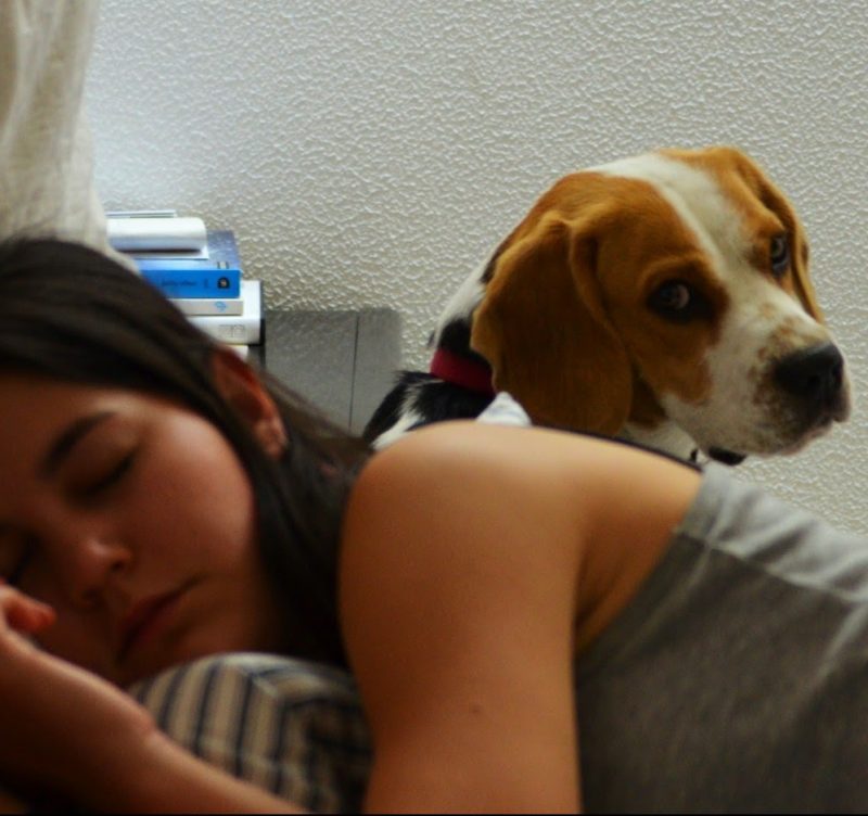 mascotas perros y habilidades sociales