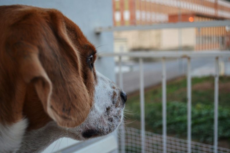mascotas y desarrollo infantil